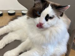 -有喵·猫咖·狗咖·30几只猫10只小狗(岗厦店)