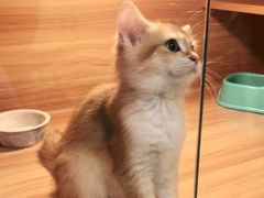 -猫十亿·布偶金渐层·曼基康矮脚猫舍(青年路店)