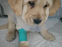 -美联众合宠物医院·爱萌分院·内外科·猫科中心