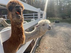 -哈尔滨北方森林动物园