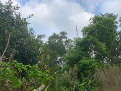 -广州白江湖森林公园