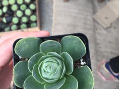 -龙大花卉苗木市场