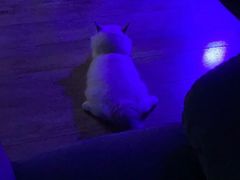 -东方名猫馆·英短金渐层布偶猫舍(环线广场1号楼店)