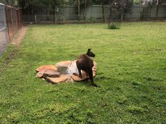 -费瑟代尔野生动物园