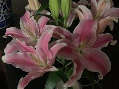 -BOBLOOM花店(宝龙旭辉广场店)