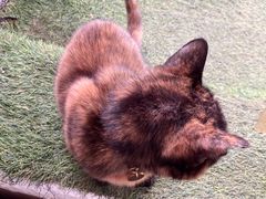 -Sirena海妖日咖夜酒