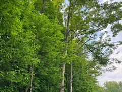 -桤木河湿地公园