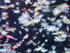 -太平洋海底世界