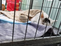 -达爱动物医院·犬猫分区·CT·复杂眼科(远洋山水分院)