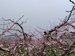 -桃花岛景观公园