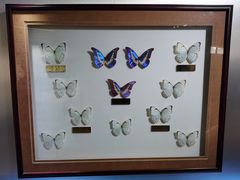 -上海昆虫博物馆