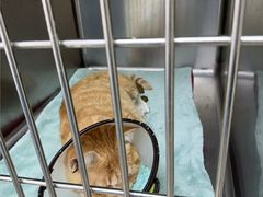 -宠颐生宠物医院·骨外科·犬猫全科诊疗中心(池州店)