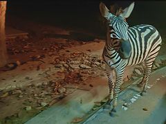 -清迈夜间动物园