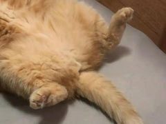 -艾吉宠物医院·疑难杂症转诊中心·猫友好(碧江路院)