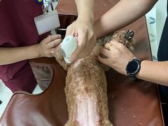 -美联众合动物医院·24h京西诊疗中心