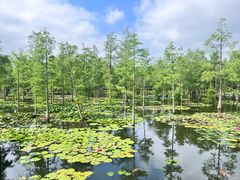 -池杉湖湿地公园
