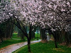 -橘子洲景区