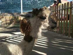 -萌宠亲子动物乐园(槐房万达店)