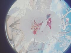 -望湖烤鱼
