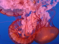 -太平洋海底世界