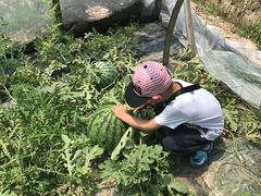 -南汇老顾农家乐采摘大团水蜜桃采摘店