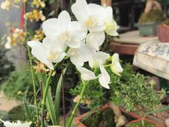 -循礼门鲜花花市(武汉循礼门店)