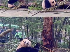 -都江堰中华大熊猫苑