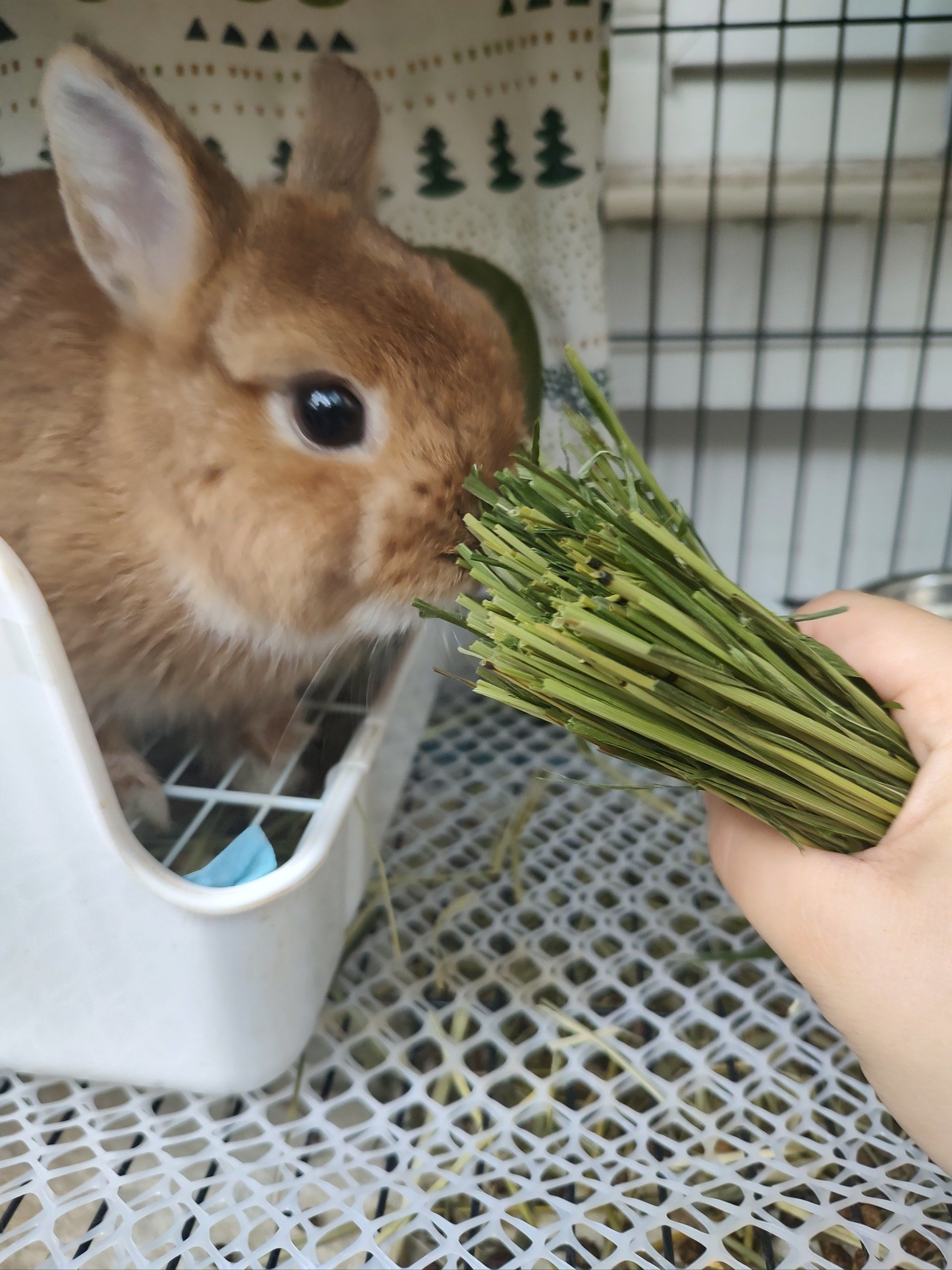 兔兔吃草