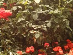 -三圣花乡旅游区