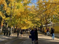 -三里屯东五街银杏大道