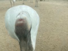 -盐城丹顶鹤湿地生态旅游区