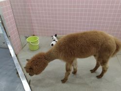 -Moni星球萌宠·小马宝莉·灵蛇·高端高阶全萌宠互动体验俱乐部(红豆国际广场店)