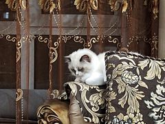 -宠爱国际动物医院· 猫科· 外科·中兽医(长白店)