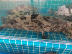 -红月湾海鲜饭店•沙滩海景(双月湾店)