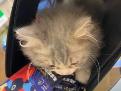 -欣宠猫屋·矮脚拿破仑·蓝金金渐层