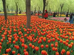 -洛阳郁金香牡丹园