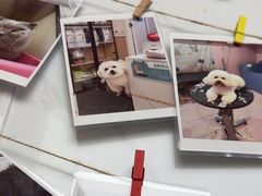 -瑞派康怡24h宠物医院·犬猫医疗中心·微创绝育(瑞景分院)