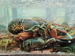 -甄御•海鲜新青岛菜(麦岛店)