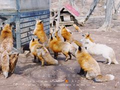 -宫城藏王狐狸村