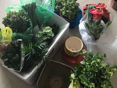 -龙大花卉苗木市场