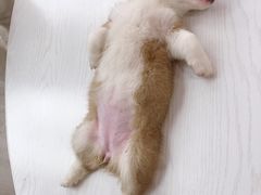 -浣熊柯尔鸭土拨鼠·电玩咖