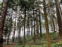-重庆睡佛山森林公园