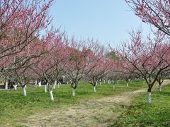 -上海海湾国家森林公园