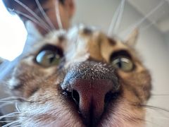 -Cappucimeow猫咪咖啡馆(韦伯时代店)