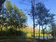 -合肥滨湖国家森林公园