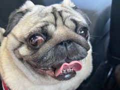 -爱侣宠医·鹦鹉专科·小型哺乳类·异宠专科(灵石路店)