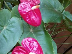 -鲜芋仙(财富中心店)