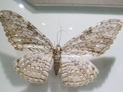 -上海昆虫博物馆