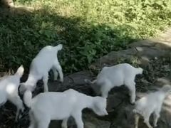 -西山人家·二十年老字号农家菜(旺山店)