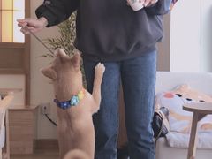 -柴犬小屋·柴餐厅·狗咖食堂(金鼎广场店)